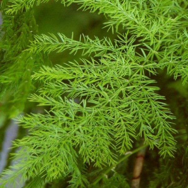 Shatavari Plant - Asparagus racemosus